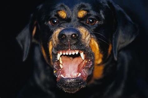 A Detailed Guide on Some of the Most Badass Dog Breeds